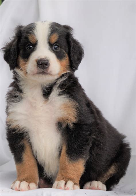 Berners are generally healthy dogs, and responsible breeders will screen their breeding stock for health conditions such as hip and elbow dysplasia, blood disorders, some cancers. AKC Registered Bernese Mountain Dog For Sale Millersburg ...