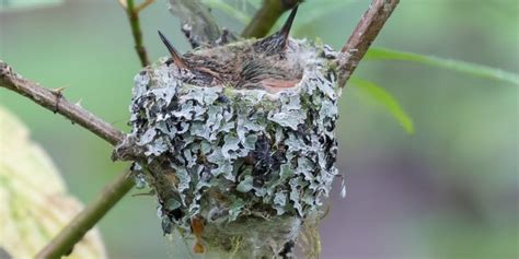 Hummingbird Nests 7 Fun Facts You Should Know 2023 Hummingbird