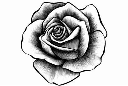 Bunga Sketsa Mawar Gambar Rumah Contoh Menggambar