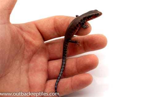Baby Fire Skink 5745 Outback Reptiles