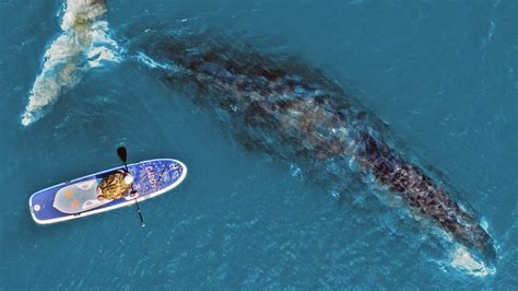 Veľryba Grónska Je Najdlhšie žijúci Cicavec Dožíva Sa 268 Rokov Nový Čas