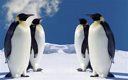 Penguin Penguins Backgrounds Wallpapers Desktop Winter Pinguin