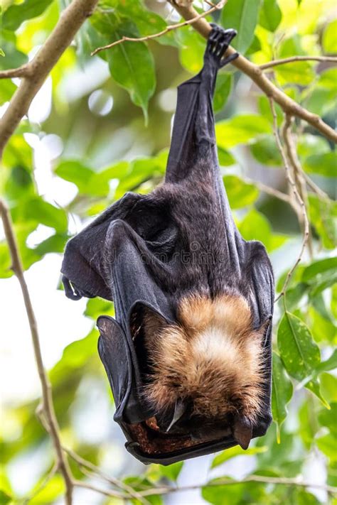 Straw Coloured Fruit Bat Eidolon Helvum Beautiful Small Mammal From African Forests Stock