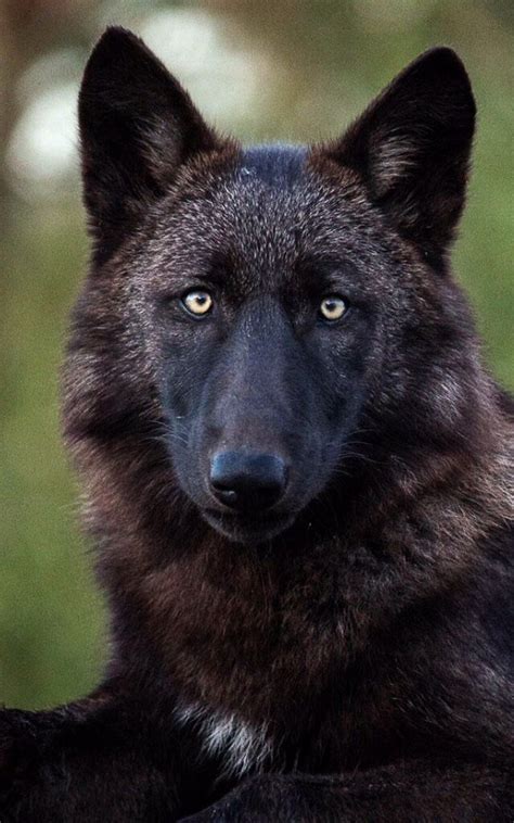 Pin By Mus Katnuss On Wolves Wolf Dog Wolf Spirit Animal Wolf Love