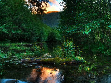 Pond Forests Trees Nature Wallpapers Hd Desktop And Mobile Backgrounds