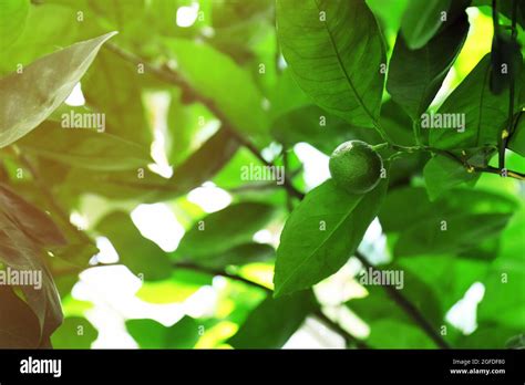 Unripe Lime Fruit On Blurred Nature Background Stock Photo Alamy