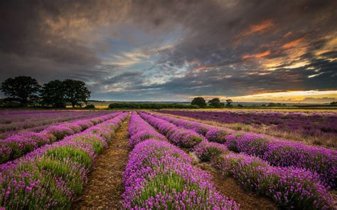 United Kingdom England Hdr Field Flowers Lavender Purple Sunset Clouds