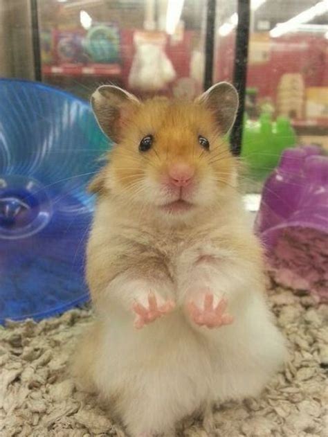 Syrian Teddy Bear Hamster The Syrian Hamster Is Just One Of The Most Charming Small Pets That