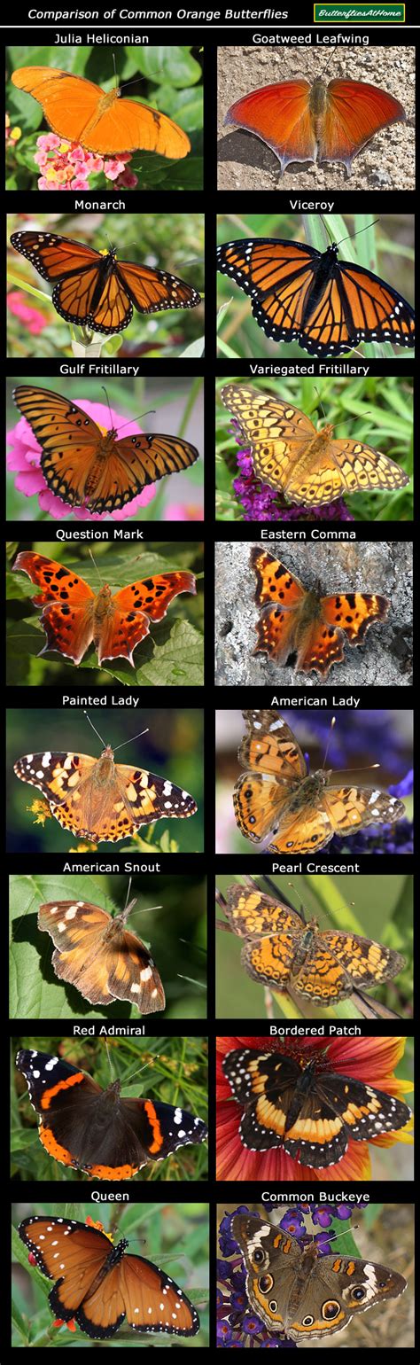 Types Of Butterfly With Names