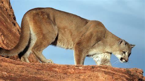 Utah Wildlife Officials Offer Tips To Stay Safe Near Mountain Lions