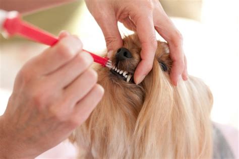 How To Brush Your Pets Teeth Important Oral Care Tips