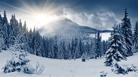 Top 70 Imagen Winter Woods Background Vn