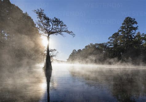 Usa Texas Louisiana Caddo Lake Big Cypress Bayou Bald Cypress Forest Stock Photo