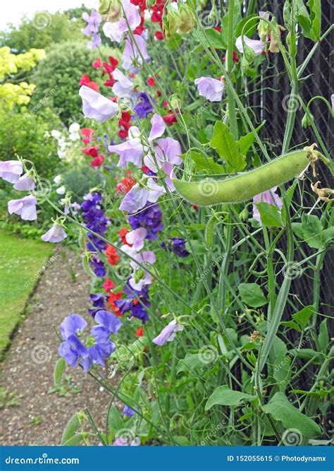 Sweet Peas Climbing Trailing Flowers Plants Seed Pods Stock Image