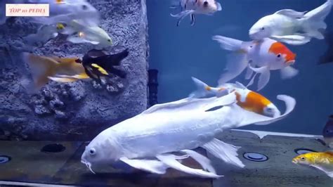 koi kecil