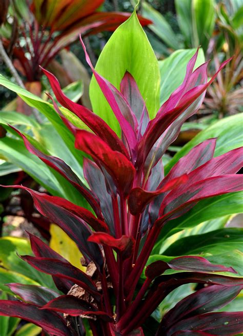 Red Ti Tropical Looking Plants Other Than Palms Palmtalk