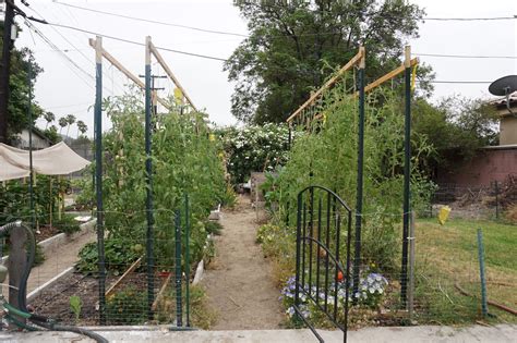 Andies Way Arched Tomato Trellis