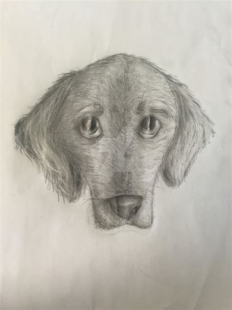You didn't think i was going to submit a tutorial on a realistic cat, and not do a lesson on a realistic here is a sketch on the many different types of dog heads that you can choose from when you want what you can now work on is sketching out the rest of the front legs, and paws, and then sketch out. Realistic Drawing - Dog by CreepypastaWolfie on DeviantArt