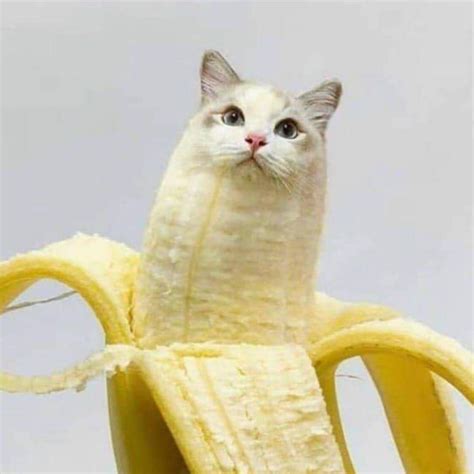 Cat Banana Blank Template Imgflip