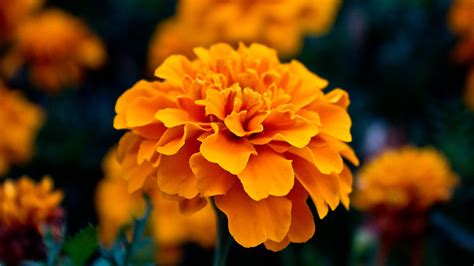 Aktualisiert am 25 mai 2020. Orange Blume