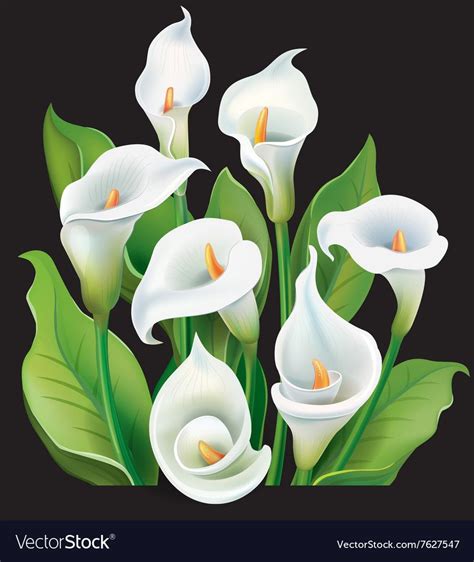Bouquet Of White Calla Lilies On Black Background Vector Image On