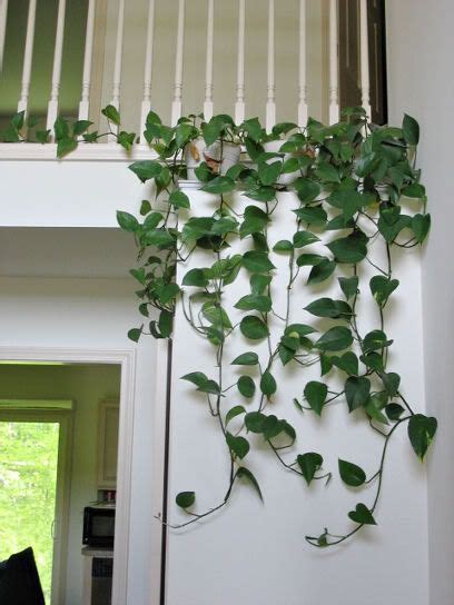 Ivy Plant Indoor Hanging Plants Indoor Plant Decor Indoor House