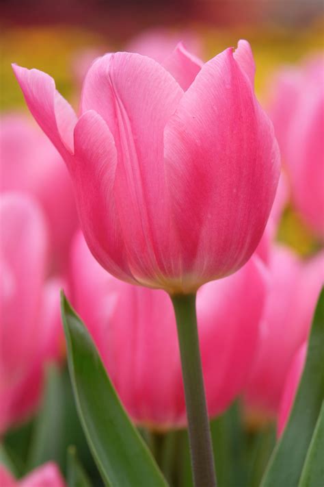 Free Photo Pink Tulips Blooming Flower Fragrance Free Download