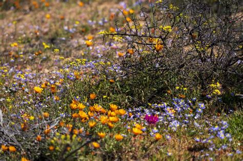 6 Brilliant Places To See Flowers In Namaqualand