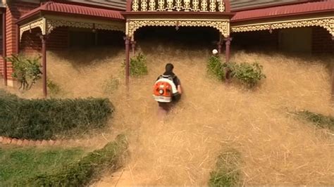 hairy panic tumbleweeds invade australian city covering cars and homes with nuisance dead