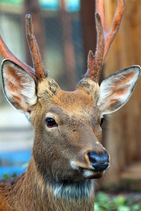 Head Of Sika Deer Stock Image Image Of Wild Cloven 57482209