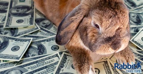 How Much Does A Pet Rabbit Cost A Detailed Guide