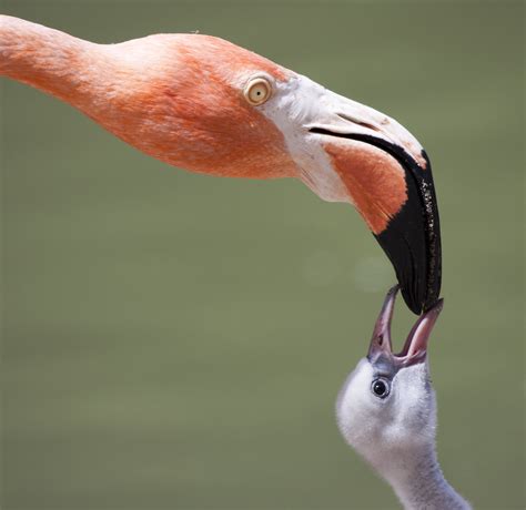 Mom And Baby Flamingo Feeding Nathan Rupert Flickr