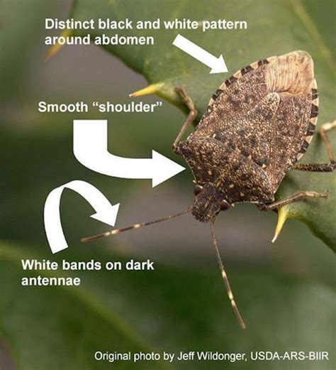 Michigan Brown Marmorated Stink Bug Report For Aug 1 2017 Msu Extension