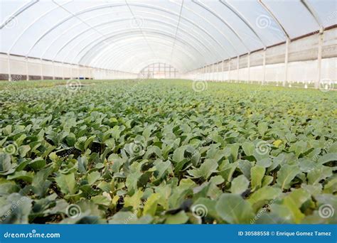 Greenhouse Stock Photo Image Of Health Broccoli Indoors 30588558