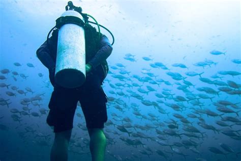 Why Do Scuba Divers Dive Backwards The Answer Might Surprise You Powderridgect