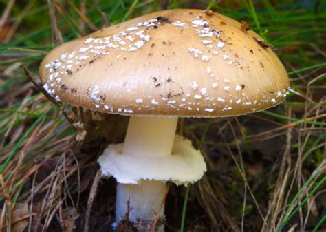Brown Poisonous Mushrooms