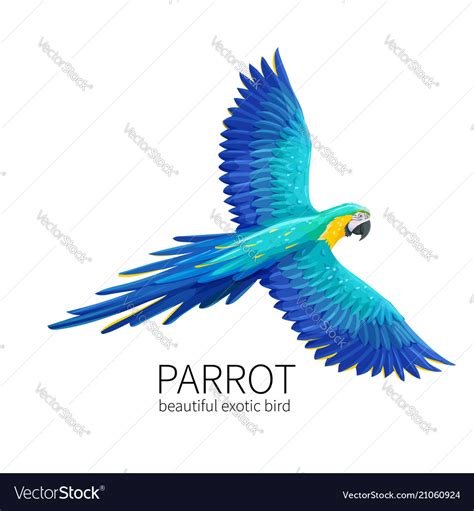 Parrot Bird Royalty Free Vector Image Vectorstock
