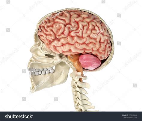 Human Skull Mid Sagittal Crosssection Brain Stock Illustration