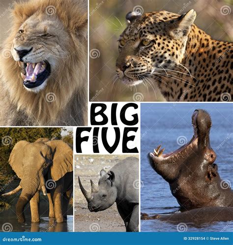 African Safari The Big Five Stock Photo Image Of Pachyderm Animal