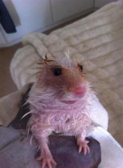 22 Cute Animals That Look Terrifying When Theyre Soaking Wet Cute