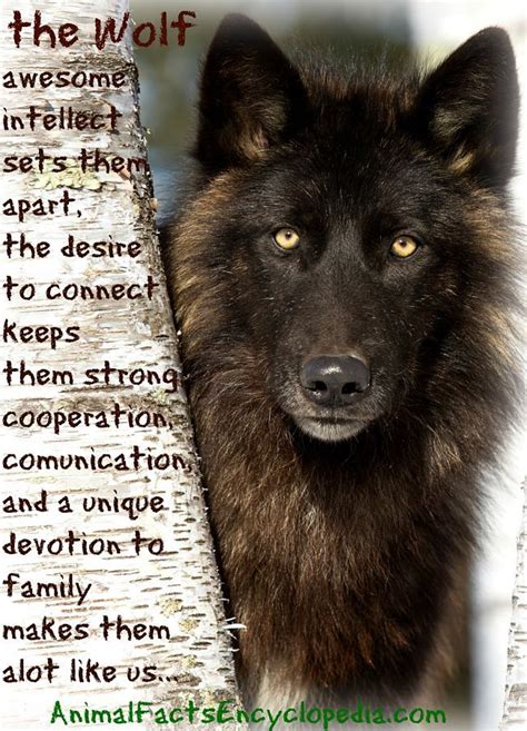 Wolf Facts Animal Facts Encyclopedia Wolf Wolf Quotes Animal Facts