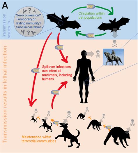 The Spread And Evolution Of Rabies Virus Conquering New Frontiers Abstract Europe Pmc