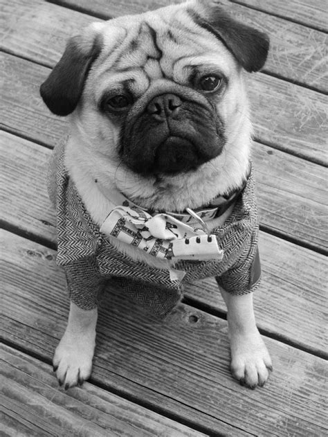 Pin By Amanda Taylor Schoenbeck On Partial To Pugs Pug Puppies Cute Pugs Puppies