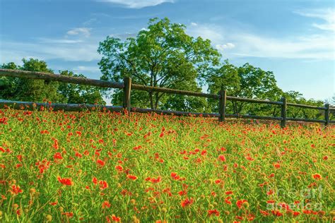 Wildflowers Along The Fence 2 Photograph By Bee Creek Photography Tod