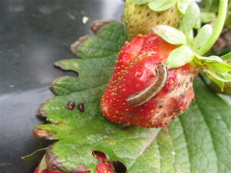 strawberry insect pest update purdue university vegetable crops hotline