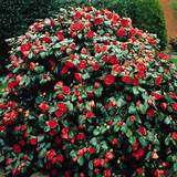 Pictures of Evergreen Flowering Shrubs