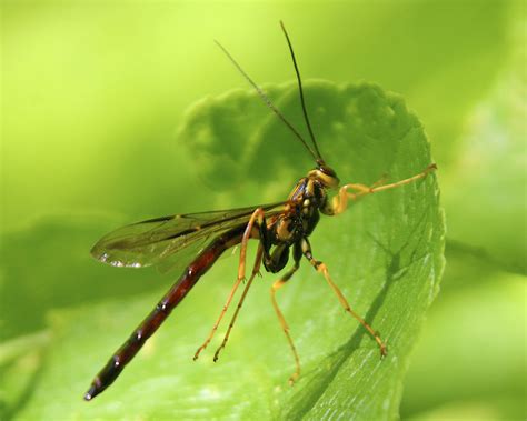 Male Giant Ichneumon Wasp Megarhyssa Macrurus Dan Mullen Flickr
