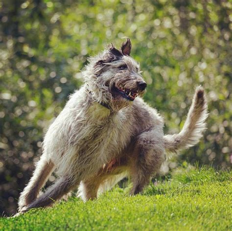 16 Pictures That Prove Irish Wolfhound Are Perfect Weirdos Page 2 Of