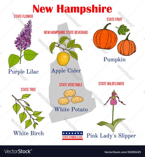 New Hampshire Set Usa Official State Symbols Vector Image