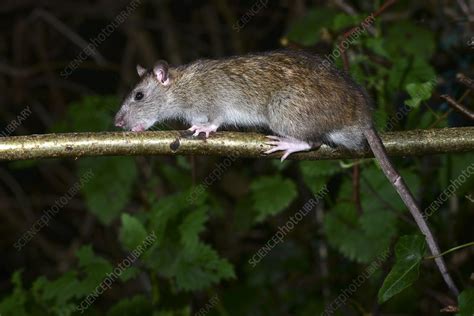 Brown Rat Stock Image C0512687 Science Photo Library